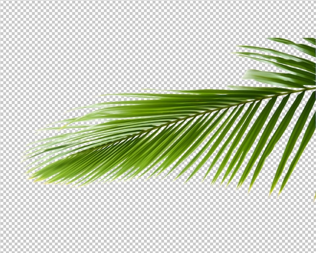 plantas aisladas y hojas tropicales sobre fondo transparente