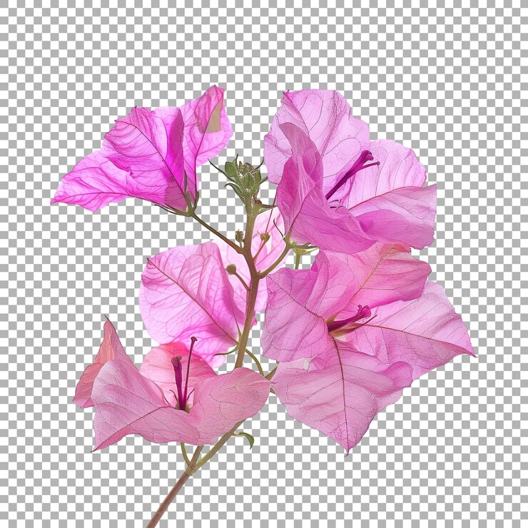 PSD plantas de bougainvillea rosadas en un fondo transparente generado por ai