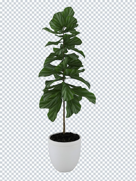 PSD plantas catappa na maquete de pote branco