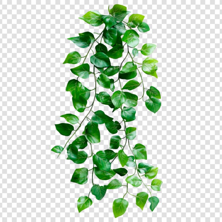 Plantas colgantes de vid verde exuberante Decoración natural Hojas verdes botánicas