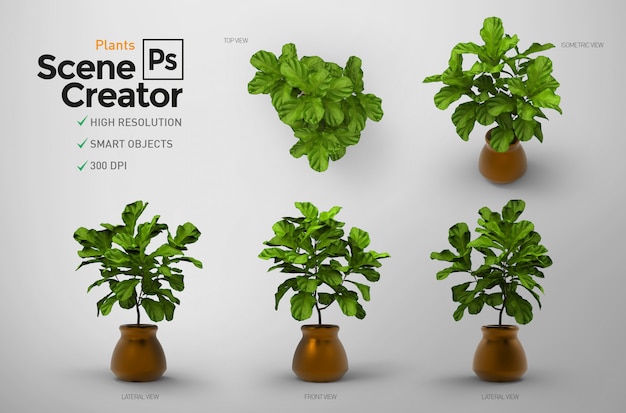 Plantas creador de escena.