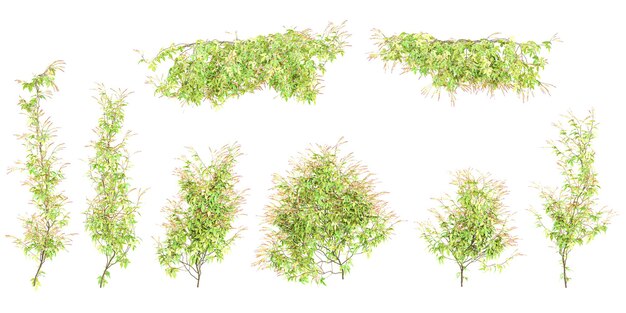 Plantas creeper de vid de fuego con fondo transparente renderización 3D