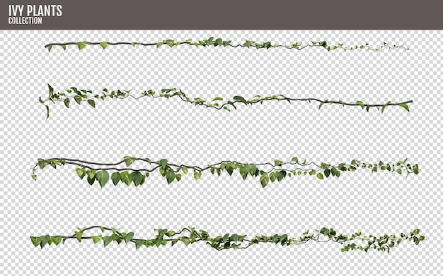 plantas de hera isoladas em fundo transparente renderizado em 3D