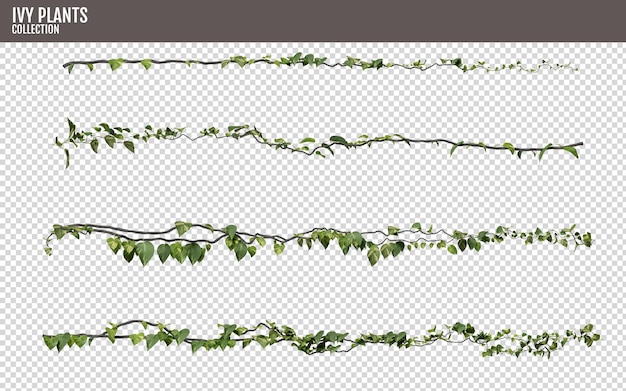 PSD plantas de hera isoladas em fundo transparente renderizado em 3d