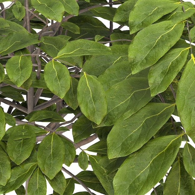 plantas de interior decorativas para casa em múltiplos estilos sem fundo ativos bonitos sem fundo flores e plantas