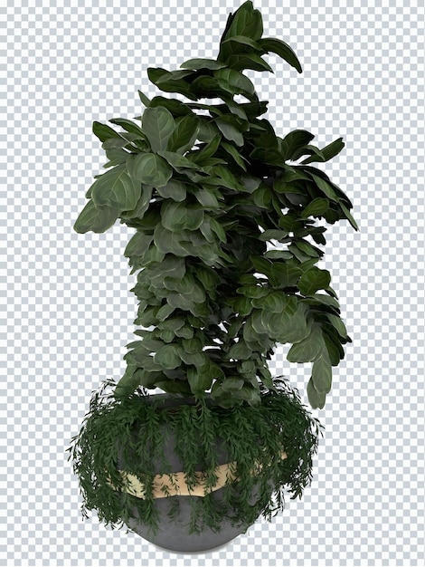 Plantas de kimunding em maquete de pote