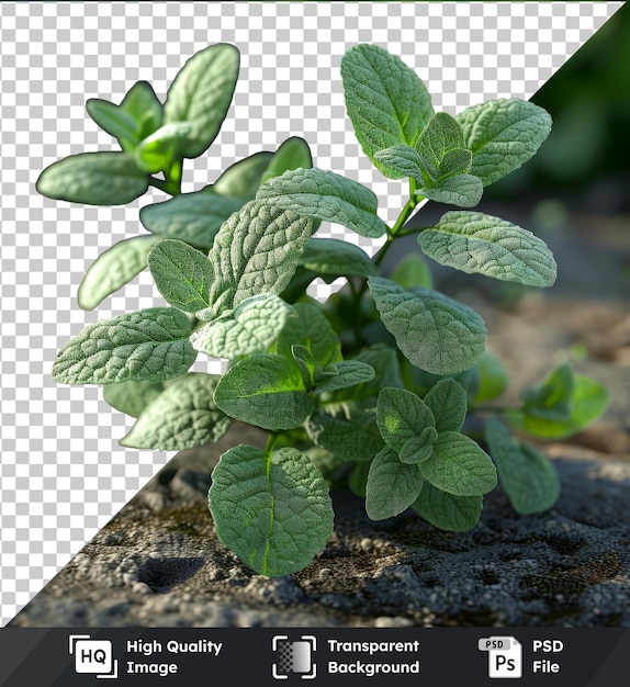 PSD plantas de orégano transparentes com folhas verdes e uma pequena planta em primeiro plano