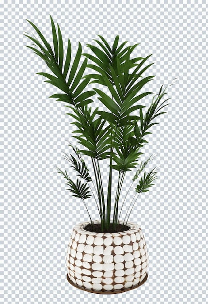 Plantas de palmeiras de gato na maquete de pote