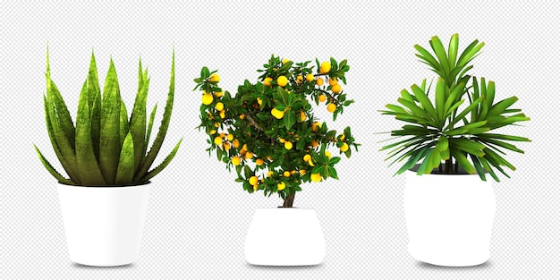 Plantas em vasos em 3d renderizadas isoladas