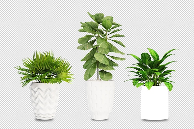 PSD plantas em vasos em 3d renderizadas isoladas