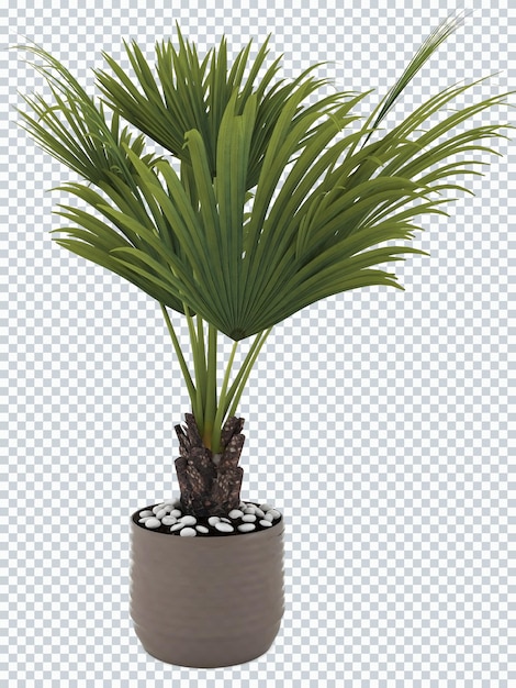 PSD plantas everglades palm em maquete de pote