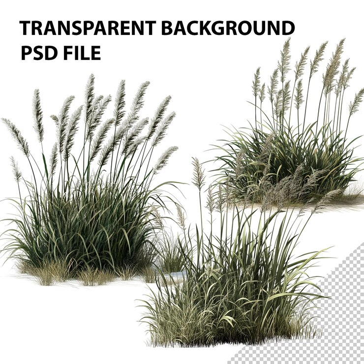 PSD plantas de hierba grandes png