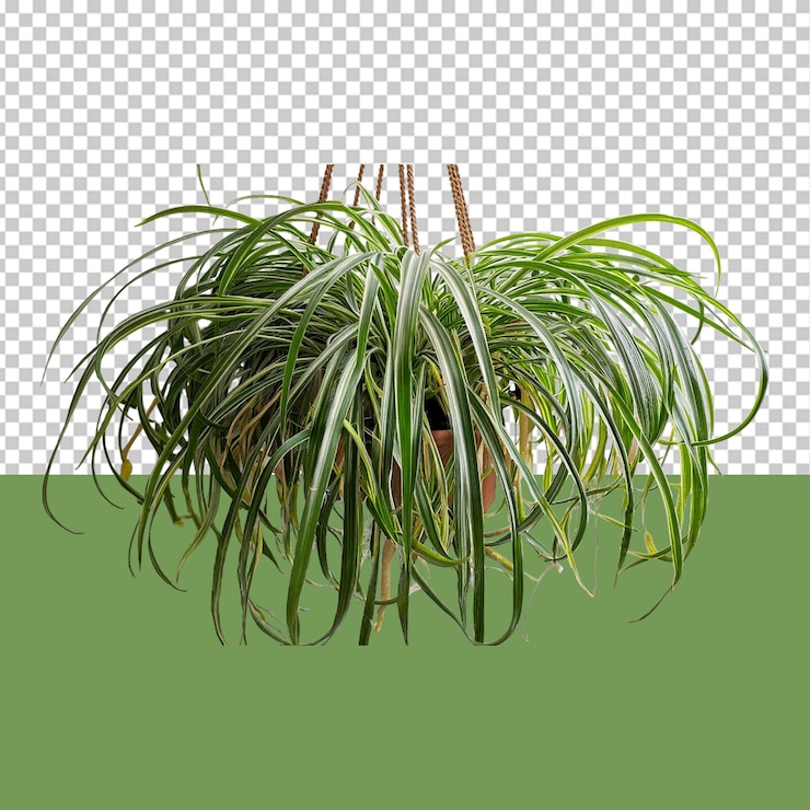 PSD plantas de interior png