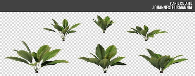 Plantas de Johannesteijsmannia magnifica aisladas sobre un fondo transparente