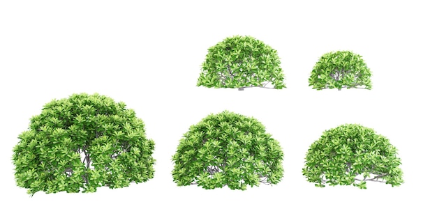 Las plantas de jungle cheesewood forman un recorte en 3D