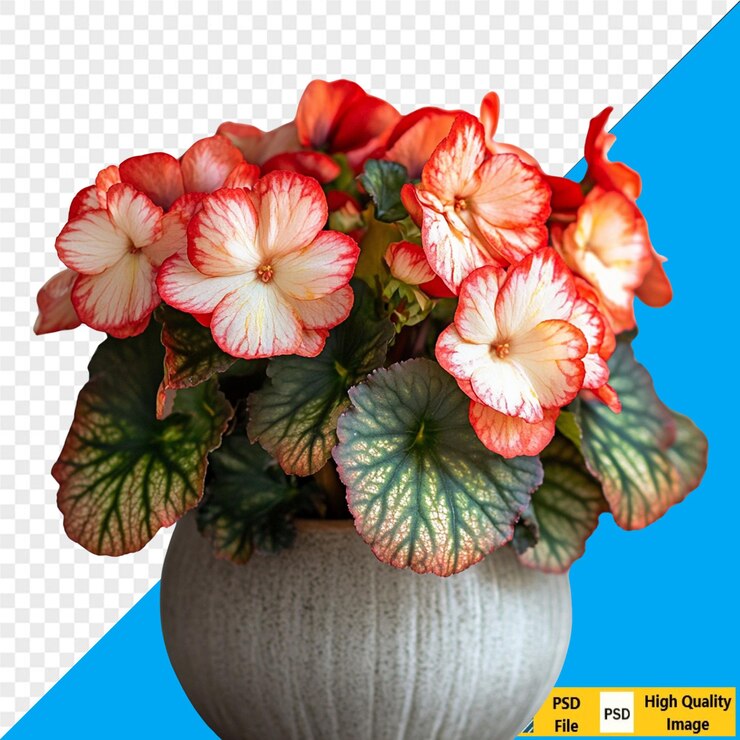 PSD plantas en maceta plantas de interior plantas decorativas plantas de maceta plantas suculentas