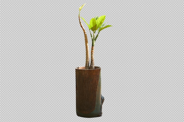 plantas en maceta