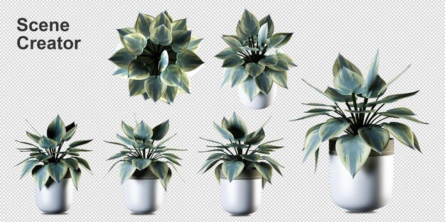 Plantas en macetas en 3D rendering aislado