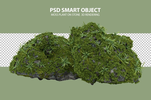 PSD plantas de musgo en piedra representación 3d de objetos aislados