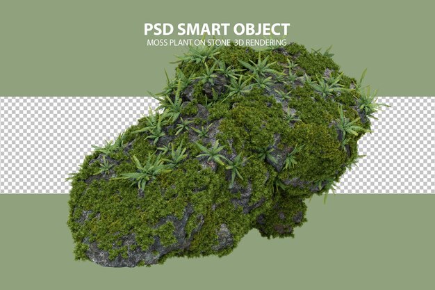 PSD plantas de musgo en piedra representación 3d de objetos aislados