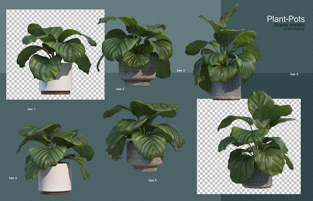 PSD plantas ornamentales en macetas