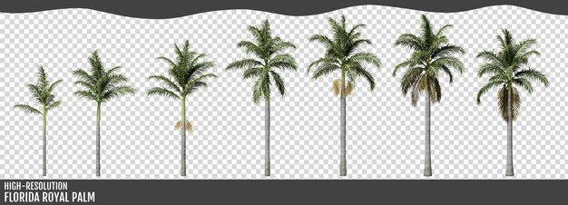 Plantas de palma real de Florida o palma real cubana aisladas sobre un fondo transparente