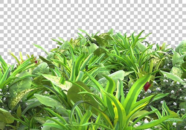PSD plantas realistas na ilustração de renderização 3d de fundo transparente