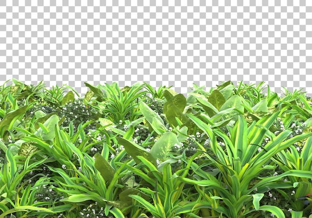 Plantas realistas sobre fondo transparente Ilustración de renderizado 3d