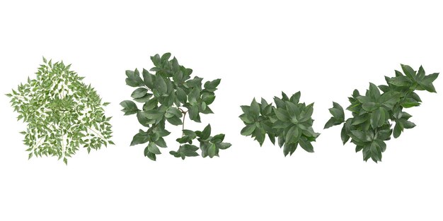 Las plantas de la selva lucidumpaniculata forman un recorte en 3D desde la vista superior