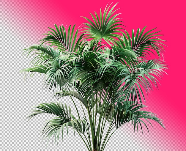 Plantas tropicais isoladas