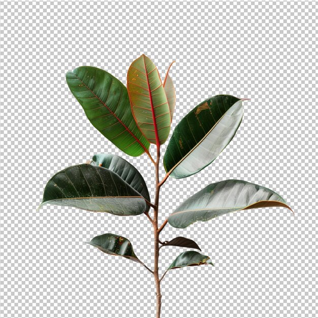 PSD plantas tropicais