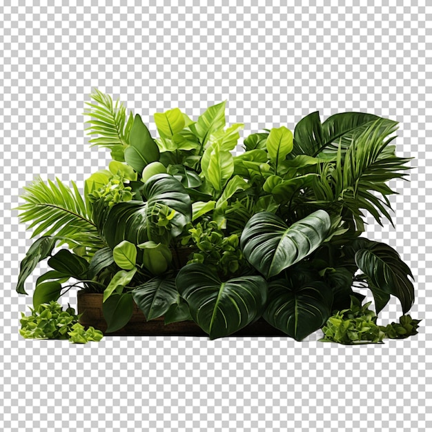 PSD plantas tropicales png psd