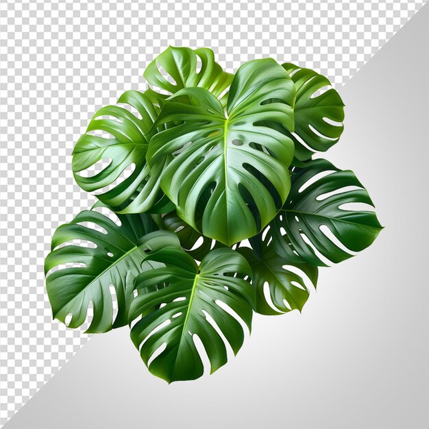 PSD plantas tropicales png