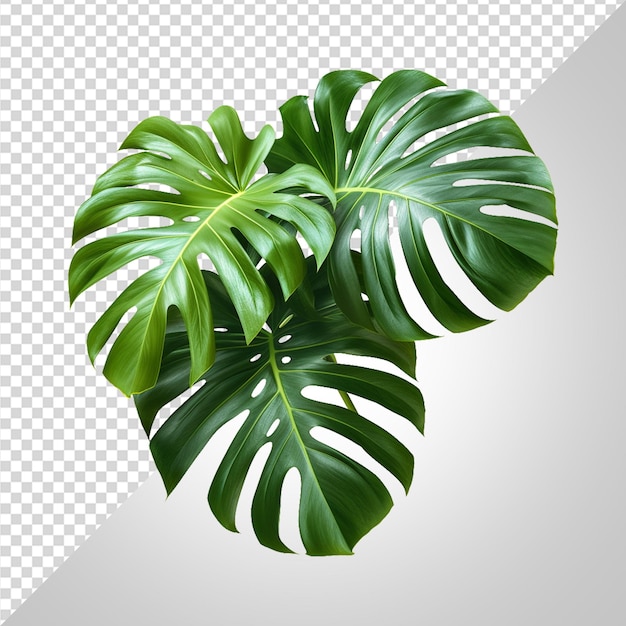 PSD plantas tropicales png