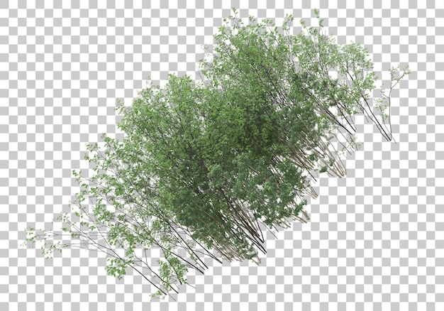 Plantas verdes com ilustração de renderização 3d de fundo transparente