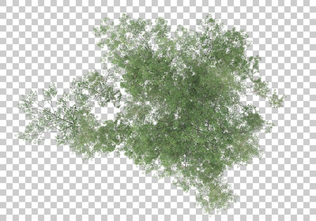 Plantas verdes con ilustración de renderizado 3d de fondo transparente