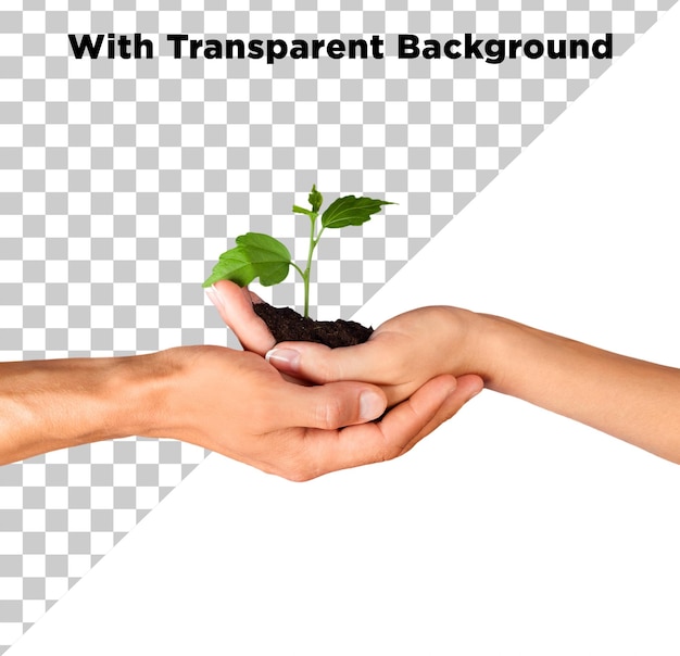 Plantation dans les mains Photo PSD PNG Arrière-plan transparent