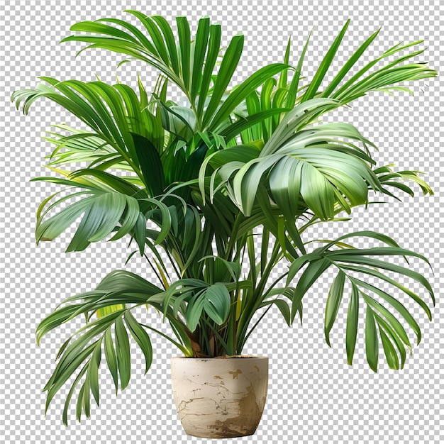 PSD une plante aux feuilles vertes dans un pot noir