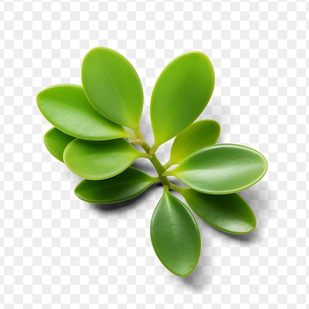 PSD une plante aux feuilles vertes qui est sur un fond transparent