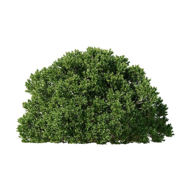 Plante de bois de brousse Herbe de clôture Plante de jardin Décor de jardin