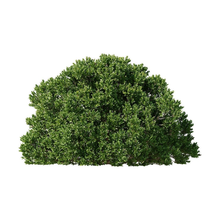PSD plante de bois de brousse herbe de clôture plante de jardin décor de jardin