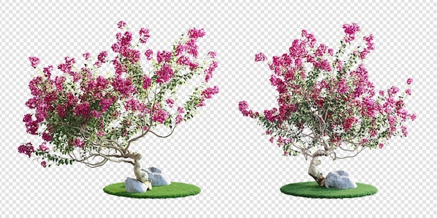 PSD plante de bougainvilliers isolée en rendu 3d