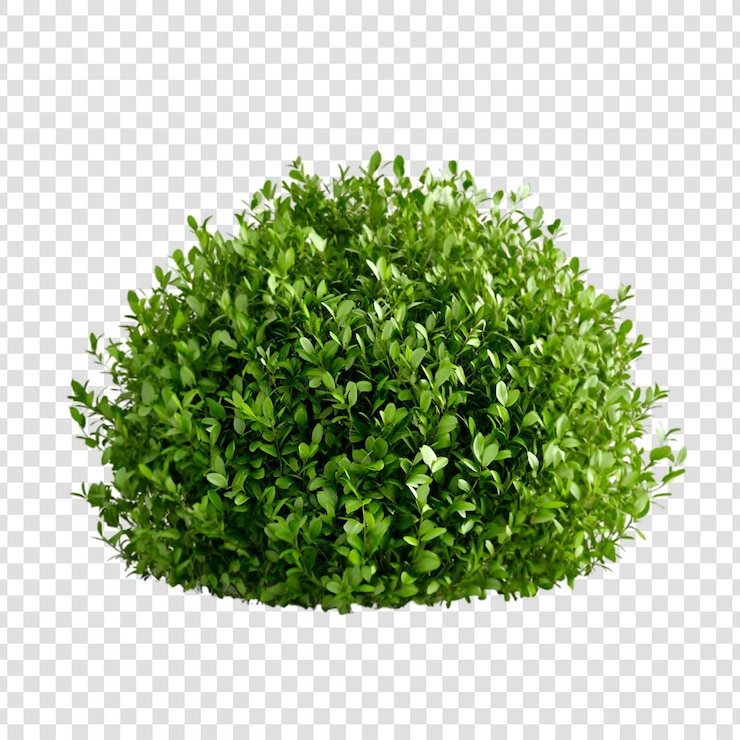 PSD plante de buisson vert avec un fond transparent
