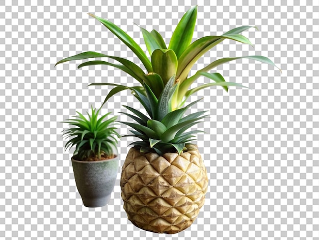 Une Plante Dans Un Pot D'ananas Avec Une Plante Sur Un Fond Transparent