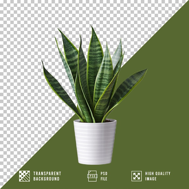 plante à feuilles de serpent