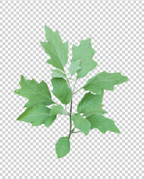 une plante avec des feuilles vertes et des fleurs violettes une plante d'aubergine verte avec des feuilles sur fond blanc