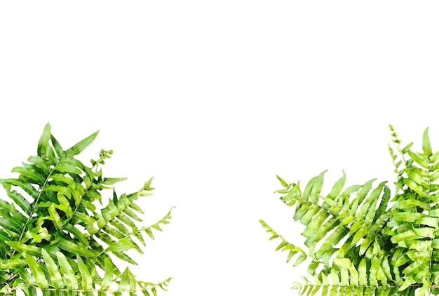 une plante avec des feuilles vertes et un fond blanc