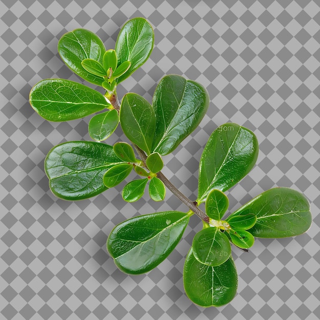 Une Plante Avec Des Feuilles Vertes Sur Un Fond à Carreaux