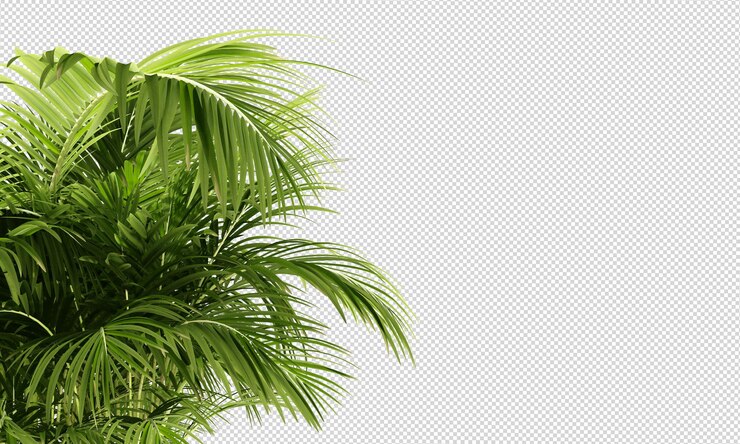 une plante avec des feuilles vertes sur un fond gris