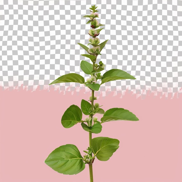PSD une plante avec des feuilles vertes sur un fond rose